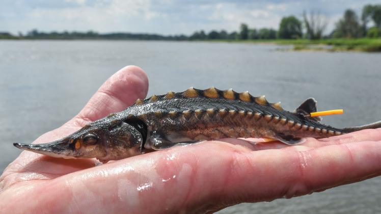 Für Fische: Fast sieben Millionen Euro vom Bund für Stör-Zentrum