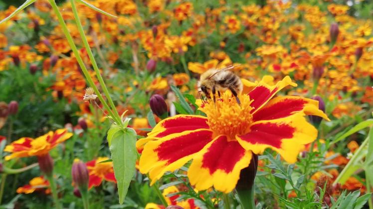 Bienen sollen sich ab 2019 wohlfühlen in Rostock. Dafür soll die Pflanzenvielfalt in der Stadt erhöht werden.