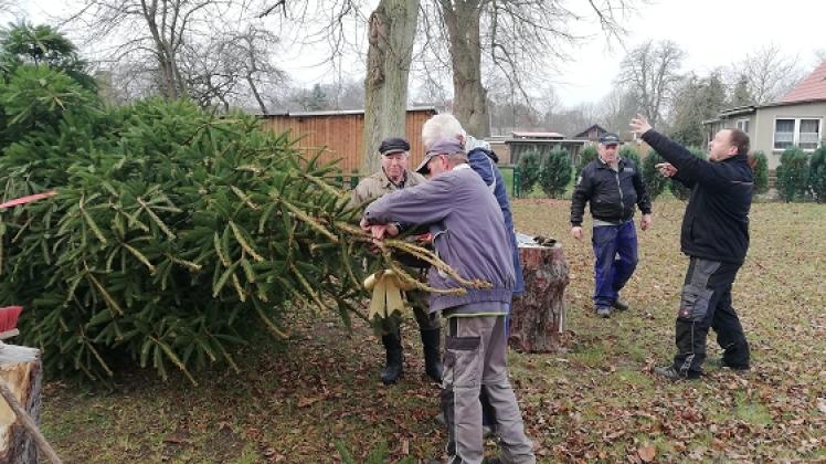 Gemeinschaftlich stellen die Mitglieder und Helfer des Kulturvereins „Neues Leben den Tannenbaum in Bentin auf. 