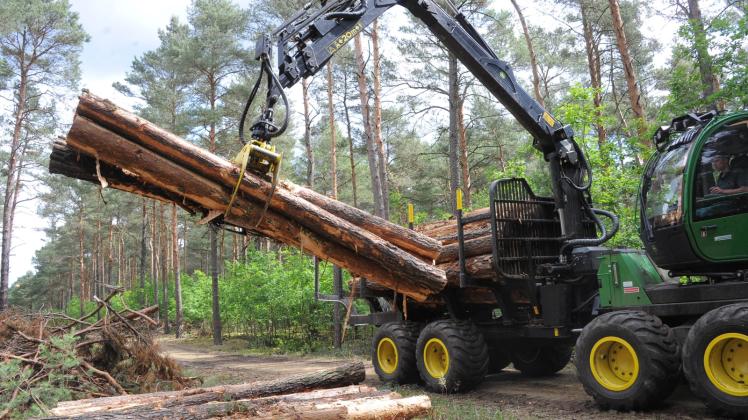 Der Landesbetrieb Forst Brandenburg erntet im Landeswald jährlich rund eine Million Kubikmeter Rohholz. 