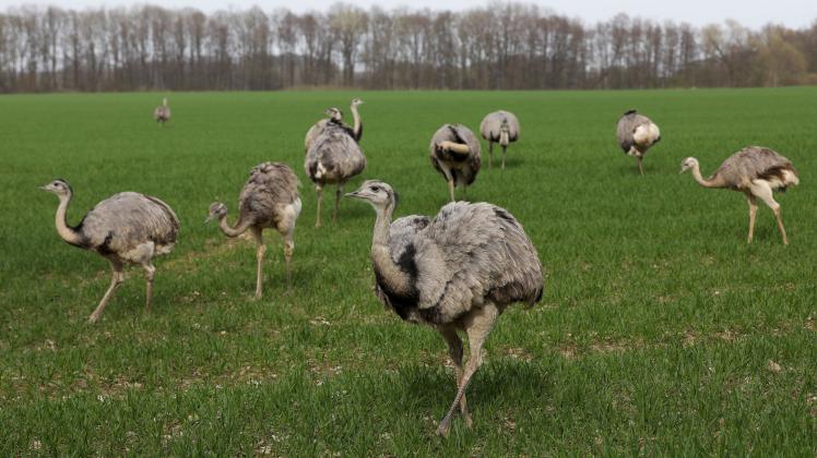 Freilebende Nandus in Mecklenburg-Vorpommern