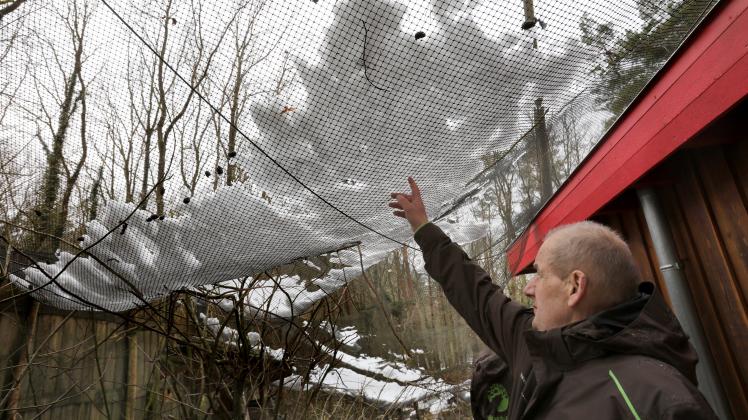 Geschäftsführer Klaus Tuscher zeigt die vom Schnee zerstörte Voliere der Wellensittiche. Das Schneechaos hat im Wildpark große Schäden angerichtet.
