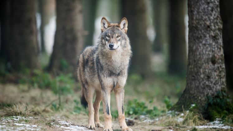 Ein Wolf (Canis Lupus Lupus) steht in einem Gehege. /Symbolbild