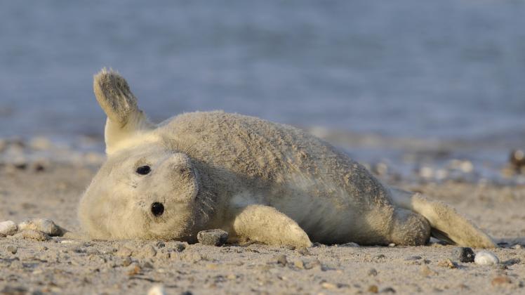 Es werden wieder mehr Robbenbabys an der Ostseeküste erwartet. Insgesamt leben allerdings nur etwa 30 Kegelrobben dauerhaft an der Ostseeküste.