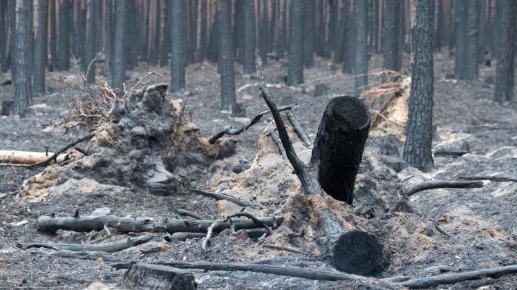 Verbrannte Bäume liegen nach dem verheerenden Brand Ende August in einem Waldstück bei Treuenbrietzen.  