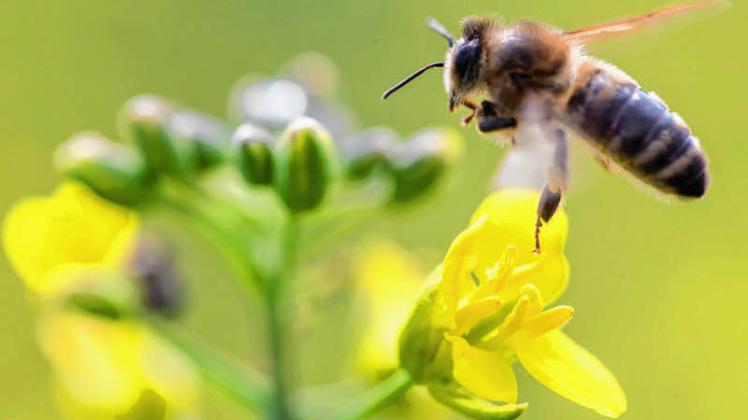 Ein Verbot von Insektiziden verringert die Rapserträge, schützt aber die Bienen.