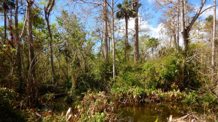 Sümpfe prägen die Landschaft in den Everglades.