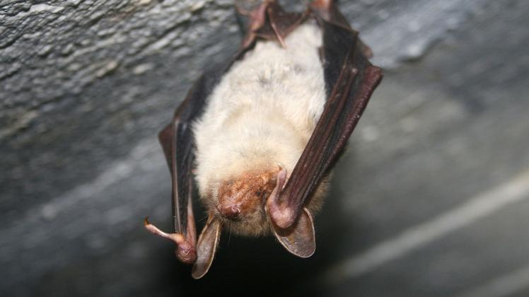 Das Große Mausohr, die größte in Deutschland heimische Fledermaus beim Winterschlaf.