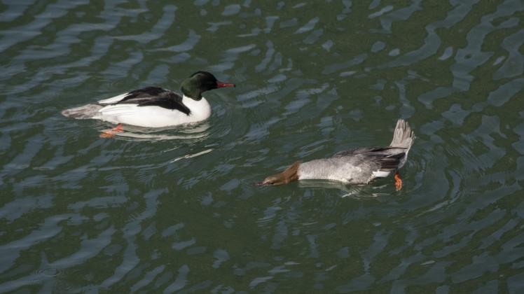 Nach Enten und anderen Wasservögeln soll am Schweriner See Ausschau gehalten werden. 