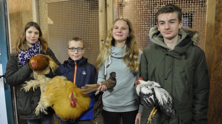 Haben ihre Hühner und Tauben bereits für die Ausstellung vorbereitet: Die Jungzüchter Ashley Lea Park, Paul Bosecke, Leah Wischnewski und Jonas Sigfanz (v.l.) zeigen stolz ihre Zuchttiere. 