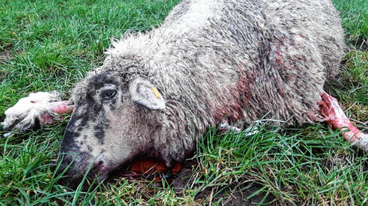 Der jüngste Fall: In Westerhorn (Kreis Pinneberg) wurde in der Nacht zu Sonnabend ein Schaf von einem Wolf getötet. 