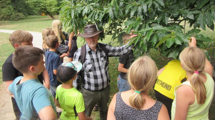 Ein Fachmann wie Frank Schmidt vom Biosphärenreservatsamt Schaalsee-Elbe zeigt den Teilnehmern des KinderFerienSpaß-Biosphäre eine Esskastanie. 