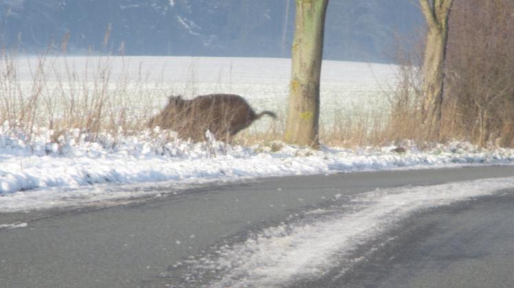 Am 19. Januar fotografierte Rudolf Wedmann eines von mehreren Wildschweinen, die zwischen Söhring und Perlin über die Straße wechselten.