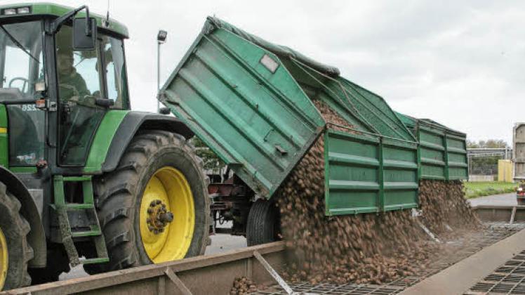  Landwirte laden ihre Stärkekartoffeln in der Dallminer Fabrik an der Kartoffelkippe ab. 