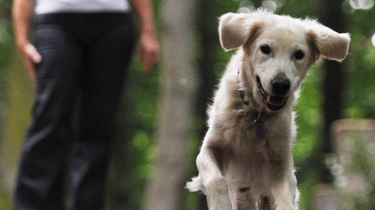 Hunde ohne Leine bereiten vielen Menschen Unbehagen – auch wenn sie extrem niedlich aussehen.