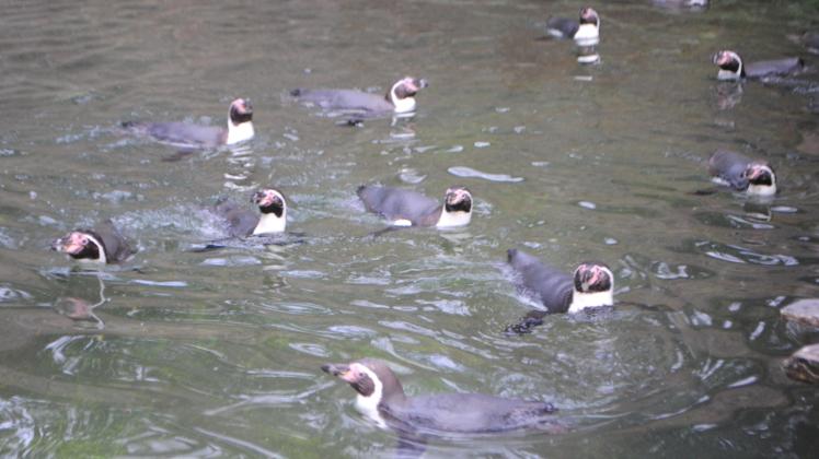 Erstmal eine Runde schwimmen: Die Humboldt-Pinguine im Schweriner Zoo fühlen sich im Wasserbecken ihrer Anlage sichtlich wohl. 