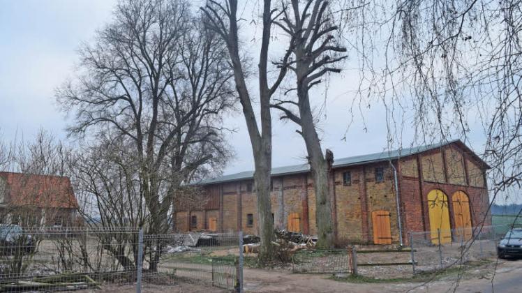 Blick auf die sanierte Scheune mit den beiden, laut Unterer Naturschutzbehörde zu weit gestutzten Linden im Vordergrund. Die hintere Linde ist nicht beschnitten, da fallen armdicke Äste aufs neue Dach. 