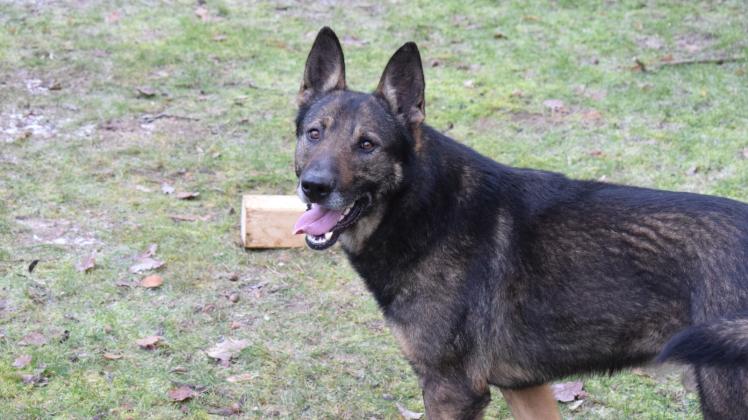 Kann wieder ausgelassen herumtollen: Schäferhund Rex hat in Kiekindemark Ruhe und ein Zuhause auf Zeit gefunden.  