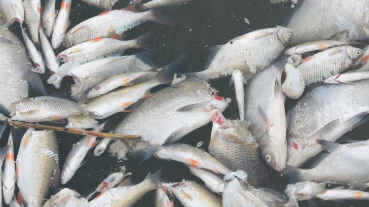 Großflächiges Fischsterben im Stadthafen Wolgast