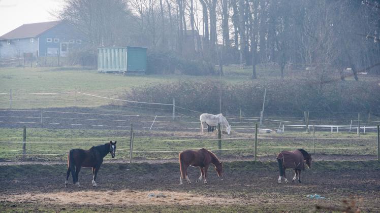 Pferde grasen in auf einer Weide der Jugendherberge Barth. Die Jugendherberge soll zum Ende der Saison 2019 geschlossen werden.