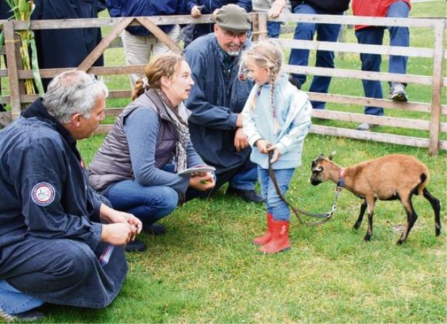 Die Körkommission Matthias Heinrich, Janine Bruser und Christian Lorenzen-Nissen beim Prämieren der Züchter in der jünsten Altersklasse. Jenny Jansen (4) präsentiert ihr Schaf mit dem Namen "Lämmchen". Die Körkommission Matthias Heinrich, Janine Bruser und Christian Lorenzen-Nissen beim Prämieren der Züchter in der jünsten Altersklasse. Jenny Jansen (4) präsentiert ihr Schaf mit dem Namen "Lämmchen".