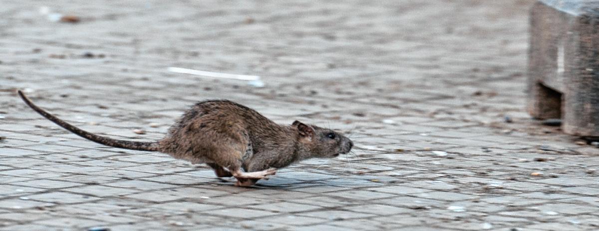 Immer öfter werden in Horst Ratten gesichtet