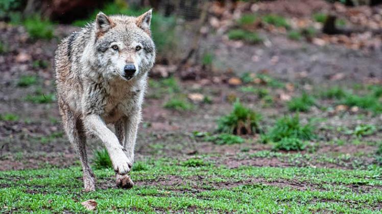 Die Vermutung, dass schon wieder ein Wolf (Themenbild) in Dithmarschen zuschlug, liegt mehr als nahe.