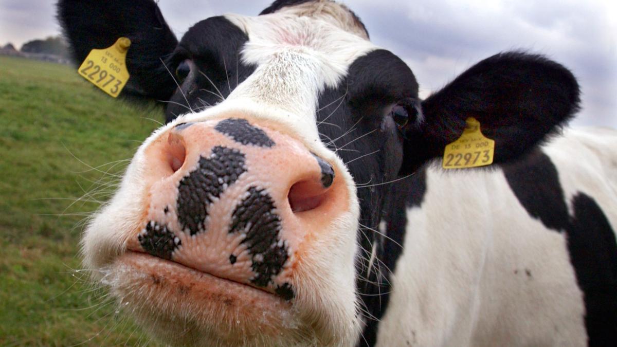 Warum hat die Kuh eigentlich vier Mägen? SHZ Warum hat die Kuh eigentlich vier Mägen? SHZ