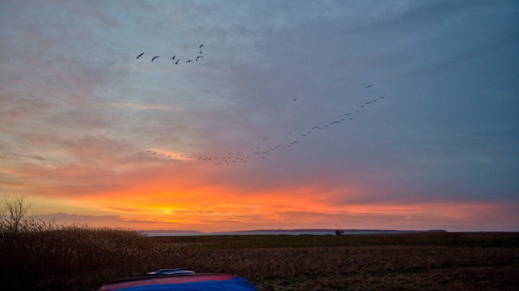 m Himmel über der Insel Ummanz bei Rügen im Nationalpark Vorpommersche Boddenlandschaft fliegen Kormorane im Sonnenuntergang. Das Nationalparkamt lädt für den 12. März zum alljährlichen Saisonauftakt ein.