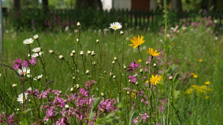 Naturnahe Wiese mit Lichtnelke, Kuckuckslichtnelke, Margerite und Pippau  