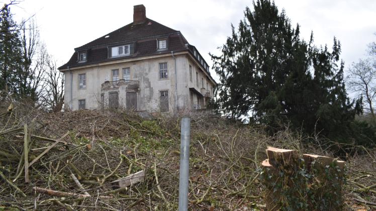 Zahlreiche Stümpfe großer Bäume und Unmengen von abgehacktem Gesträuch sind derzeit im Garten der Villa Hammerstein zu sehen. Die Naturschutzbehörde hat das genehmigt. 