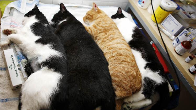 Sie haben es überstanden: Frisch kastrierte Katzen im Narkoseschlaf. 