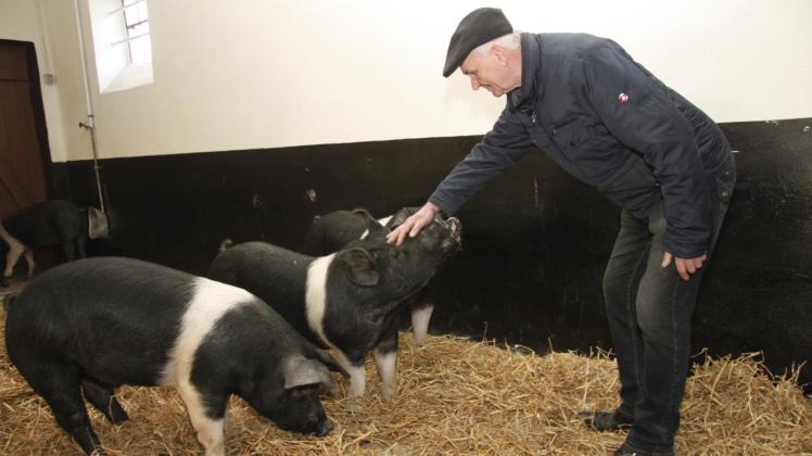 Schweine sind neugierig und nehmen schnell Kontakt auf – hier mit „Chef“ Hans-Ulrich Wolf.
