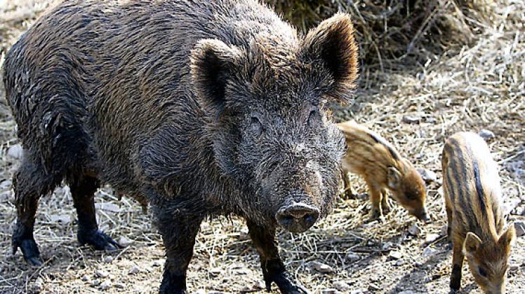Mais Die Wildschweine kommen SHZ