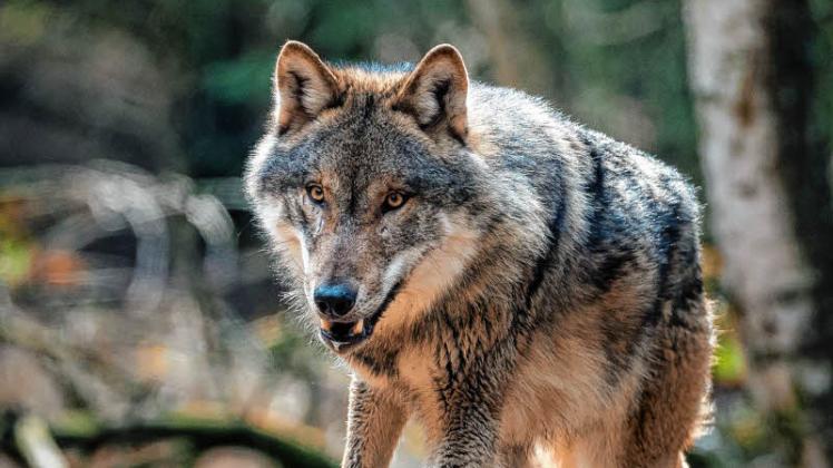 Der Wolf ist seit Jahren zurück in Deutschland. Doch die Politik in Berlin hat immer noch keine Idee, wie man auf Dauer mit dem Tier umgehen soll.