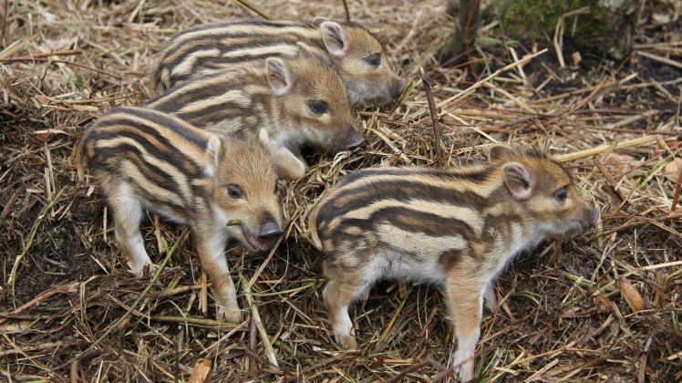 Niedlich anzuschauen sind die vier kleinen Wildschwein-Jungtiere die gerade erst im Güstrower Wildpark geboren sind.