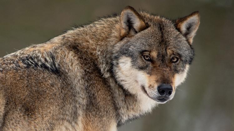 KINA - Den Wölfen auf der Spur