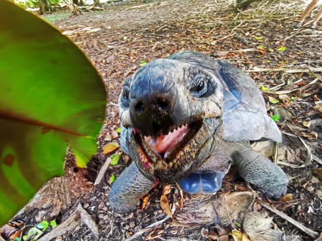Hungrig: Aldabra-Riesenschildkröten leben auf der geschützten Insel Curieuse. Foto: Lemcke 
