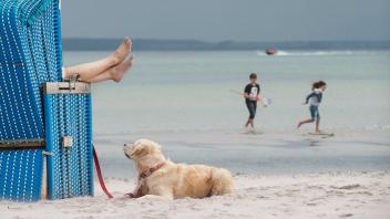Hunde erlaubt: An den Südstrand im Ostsee Resort Damp dürfen Vierbeiner gerne mitkommen.