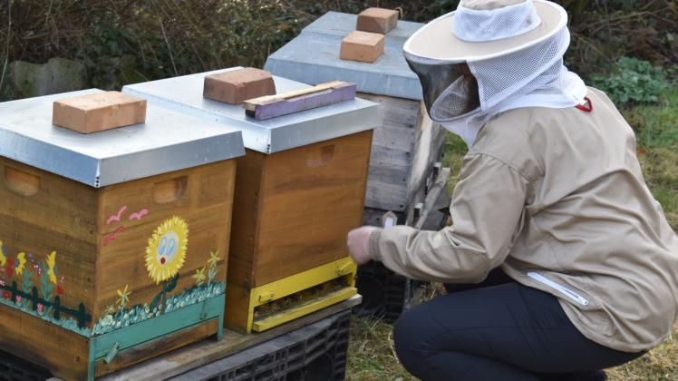 Kerstin Wernicke öffnet die Ausflugslöcher und schon starten die ersten Bienen ihren Erkundungsflug. 