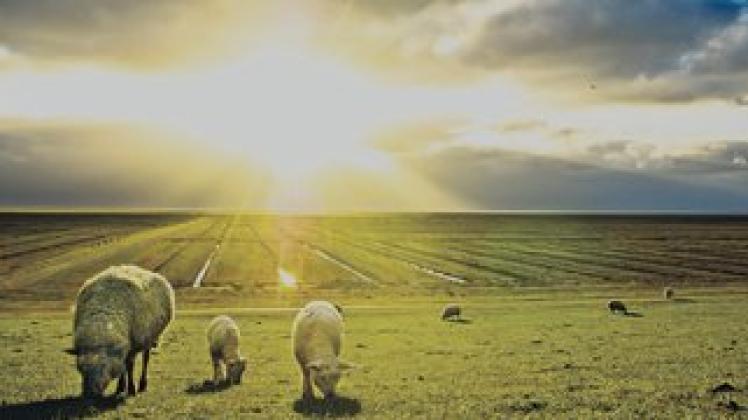 Kein Schatten weit und breit -  die Schafe am Deich von Westerhever müssen auf Wind oder einige Wolken zur Abkühlung hoffen. Foto: mki
