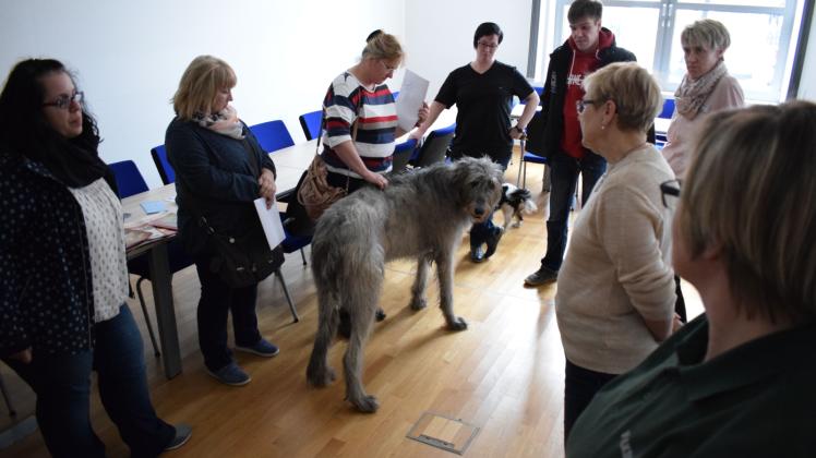 Therapiehunde wie Reamonn, die Donata Wölk aus Wredenhagen in Parchim vorstellte, strahlen Ruhe und Gelassenheit aus und können in der Demenztherapie eine wichtige Stütze sein. 