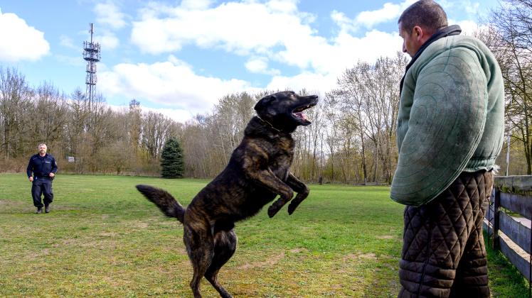 Stellen und verbellen: Hundeführer Jens Wulf (l.) hat „Basco“ das Kommando gegeben und der attackiert im Training Ausbilder Heiko Wittig. 