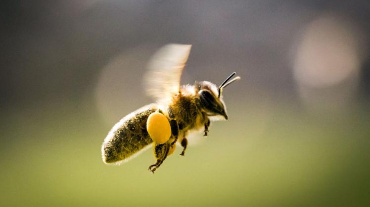 Eine mit Pollen beladene Biene.