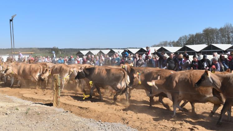 Raus auf die Weide ging es am Ostermontag für diese Jersey-Rinder. In Kaarz stehen insgesamt 80 Hektar Weidefläche für die Milchkühe zur Verfügung.