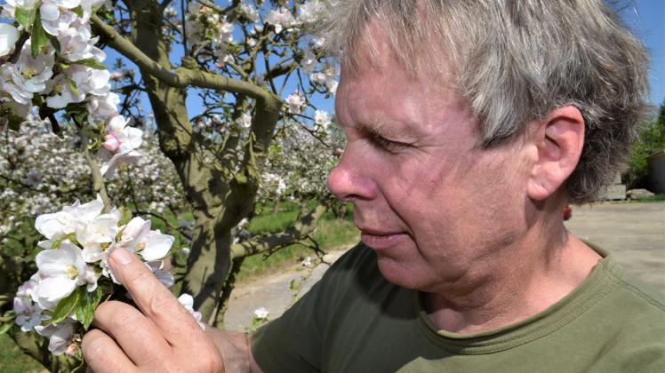 Kritischer Blick auf die Obstblüten: Frank Fetkenheuer sieht als Fachmann die Frostschäden an vielen Stempeln, die ein Bestäuben unmöglich machen.