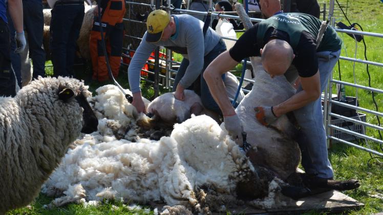 Beim Schafschurfest in Lohmen verlieren rund 500 Tiere von Schäfer Rico Nöller ihre Wolle. 
