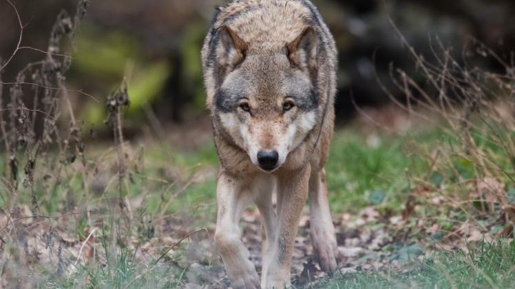 Neuer Nachbar: Wölfe scheinen sich im Itzehoer Umland fest etabliert zu haben. 