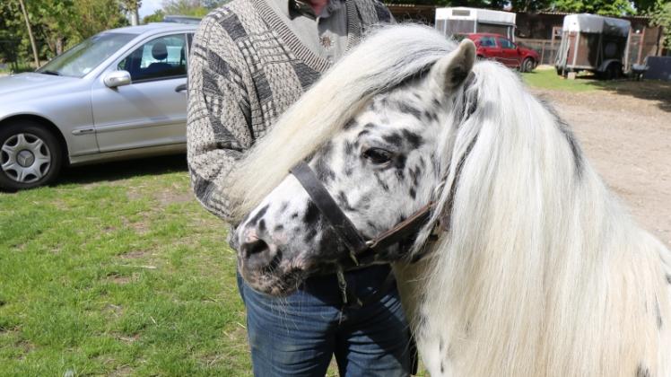 Shetland-Ponys bestimmen seit 1968 sein Leben, Gisbert Koch aus Setzin hier mit einem seiner Hengste, der auf den Namen „Flamenco“ hört und noch im Mai 18 Jahre alt wird. 
