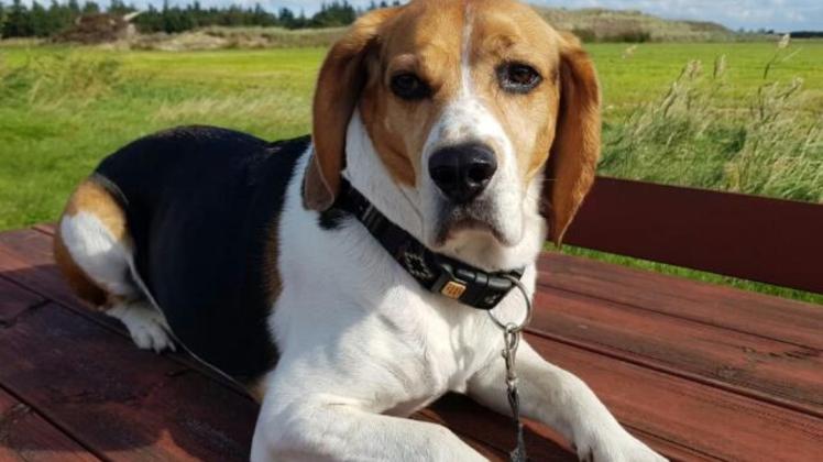 Beagle-Rüde Benny. 